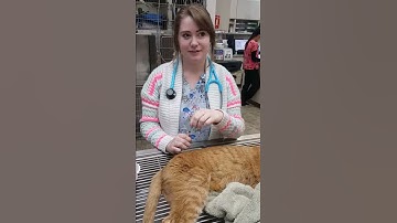 Intramuscular Injection Feline