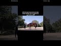 #horse #shortvideo #perte #shortvideoformat