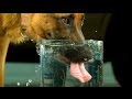 Dog Drinking Water in 4K Slow Motion - Very Differently [ 4K Ultra HD ] ( S2 E2)