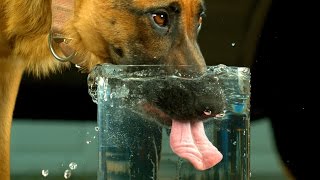 Dog Drinking Water in 4K Slow Motion - Very Differently [ 4K Ultra HD ] ( S2 E2)