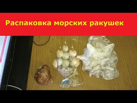 Распаковка морских ракушек.