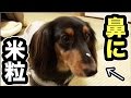 鼻に米粒がついてしまった犬が面白すぎるwww【ドッキリ】