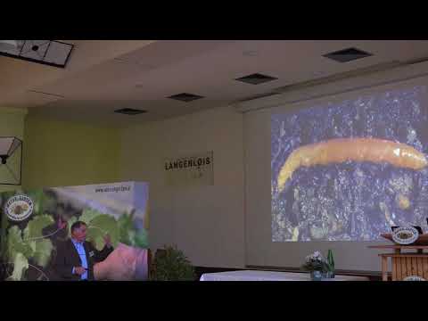 Video: Informationen zu goldenen Nematoden - Behandlung von goldenen Nematoden in Gärten