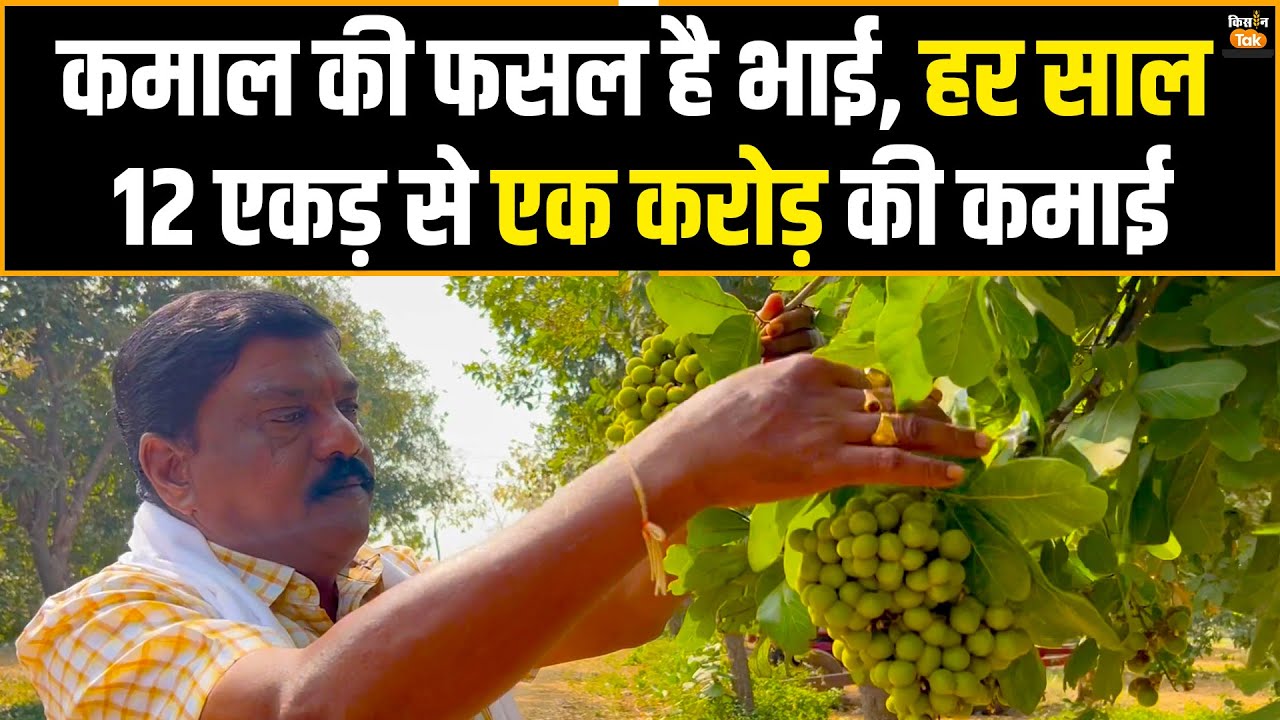 Soapberries Farming: तेलंगाना के किसान की कहानी, पानी की कमी में भी उगा दी करोड़ों की कमाई वाली फसल