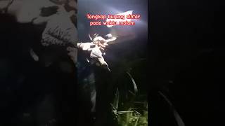 Download Lagu berburu burung sintar pada waktu malam / burungnya pada tidur MP3 Download Lagu berburu burung sintar pada waktu malam / burungnya pada tidur MP3