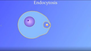 Endocytosis (featuring a real amoeba and white blood cell!) by BioMan Biology 48,151 views 2 years ago 1 minute, 31 seconds