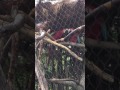 ベニコンゴウインコのベニー