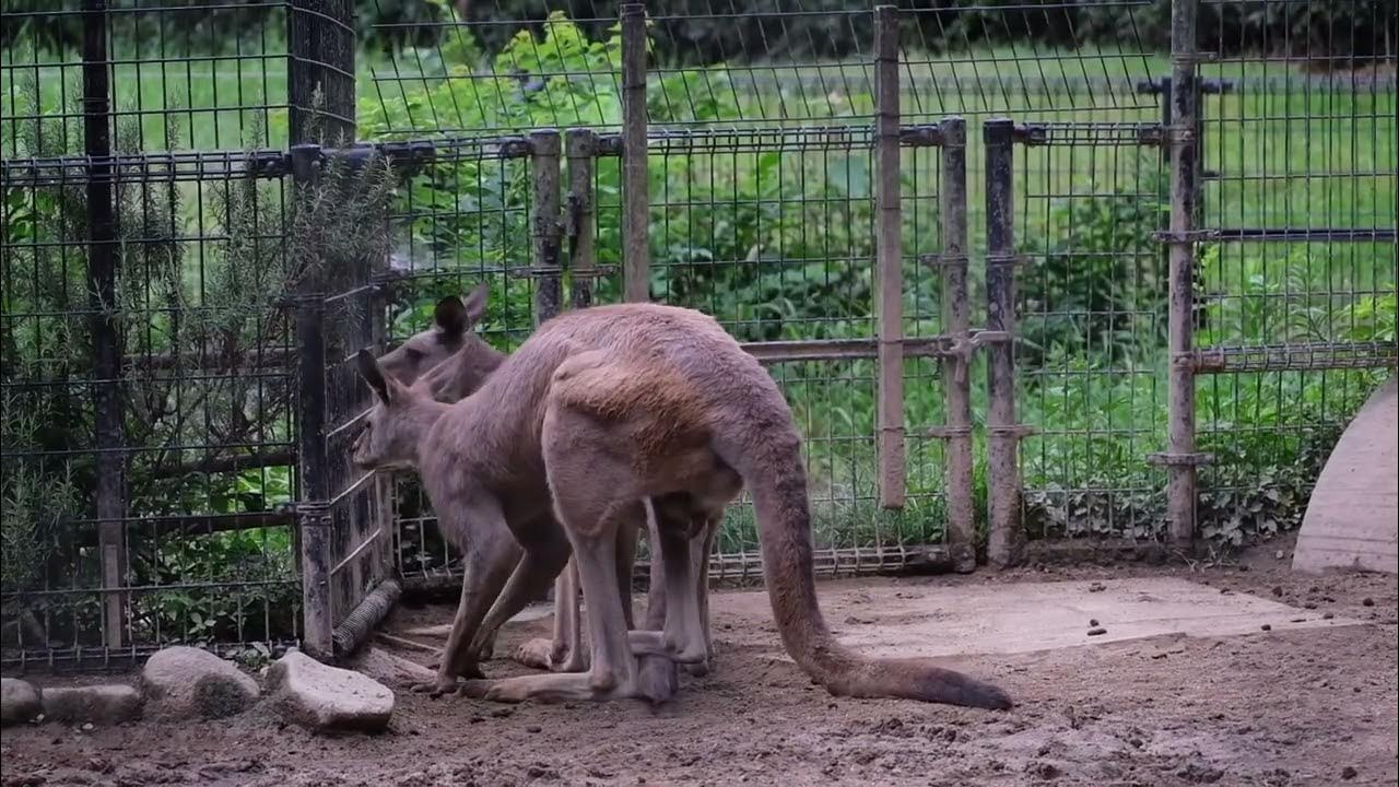 kangaroo-mating-2022-9-youtube