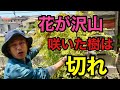 【切らないと咲かない】大丈夫ここを切れば来年も咲きます　【園芸超人カーメン君】【剪定】