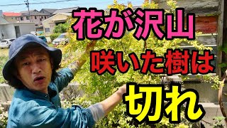 【切らないと咲かない】大丈夫ここを切れば来年も咲きます　【園芸超人カーメン君】【剪定】