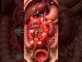 Kidney Wellness Juice