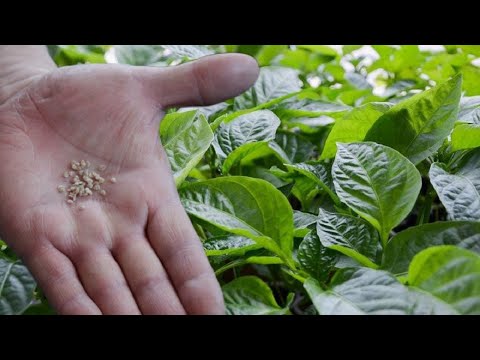 СЕЙТЕ ПЕРЦЫ ТОЛЬКО ТАК!!! РАССАДА ВСЕГДА МОЩНАЯ И  СИЛЬНАЯ