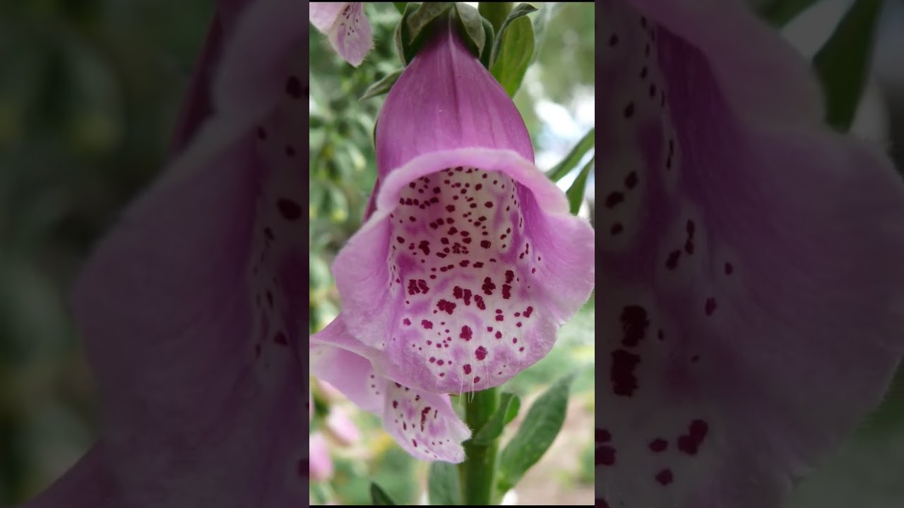 Foxglove (Digitalis) poisonous
