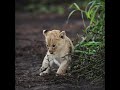Lion baby status gir