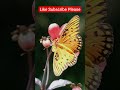 Surah At- Tin @DeenkiBatein001-08 #shorts #youtubeshorts #trending #viral #nature #quran #islamic