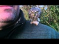 Sparvuggla  (Eurasian Pygmy Owl,  Glaucidium passerinum)