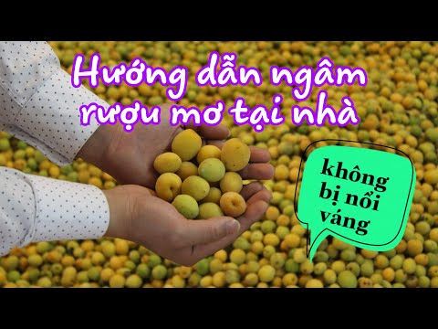 Video Hướng dẫn ngâm rượu mơ tại nhà không bị nổi váng - youtube