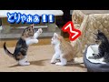 子猫ちゃんたちのじゃれあいが最早プロレスwww