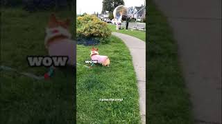 Corgi seeing rainbow bubbles
