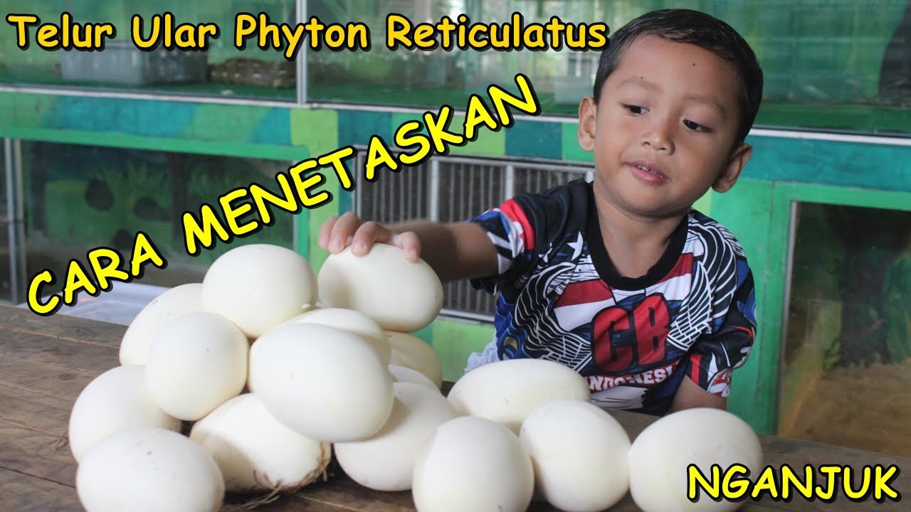 Makanan Kesukaan Sugar Glider Dengan