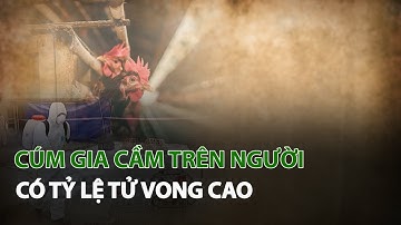 Cúm Gia Cầm trên người có tỷ lệ tử vong cao| VTC14