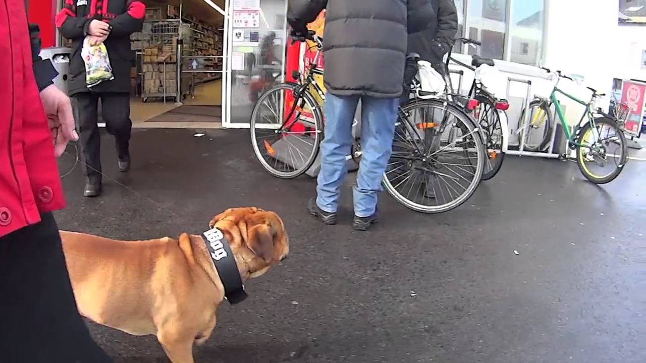 Leinenführigkeit Leinenorientierung Hund - High End mit Continental Bulldog Bruce [DLS-TV]