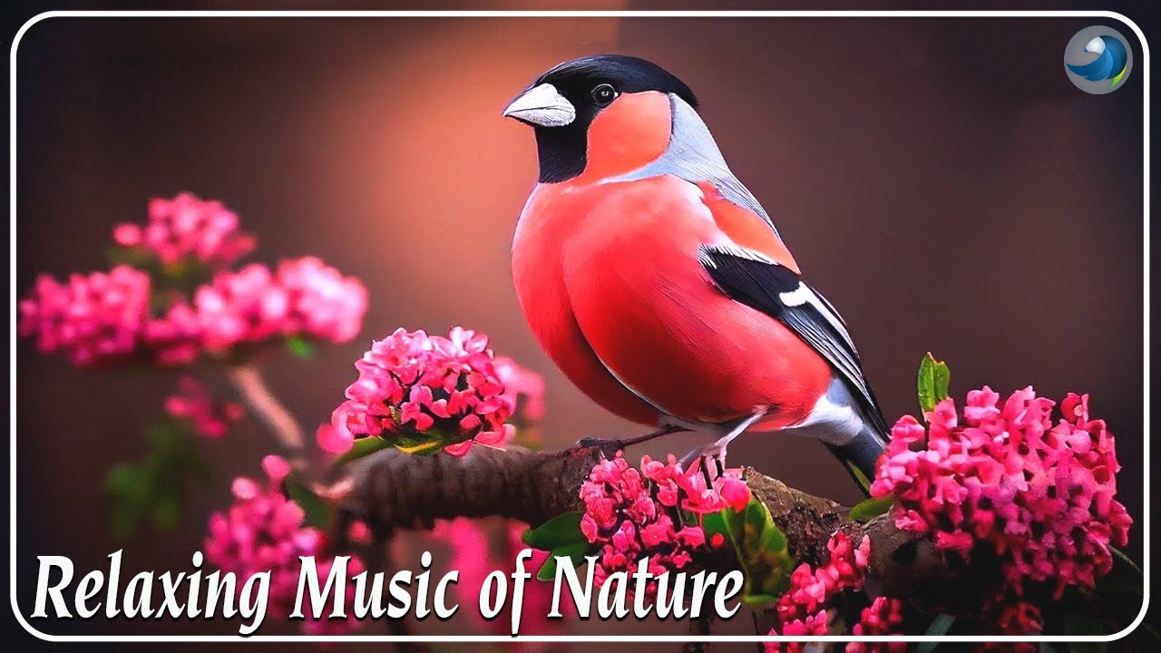 Peaceful Relaxing Music 🌿 Stress Relief Music, Morning Relaxing ...