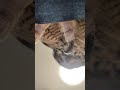 見上げるとそこにはフクロウが(〇v〇)