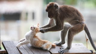 Best Funny Animal Videos Of The 2023 😹 - Funniest Cats And Dogs And Monkey Videos 😺😂