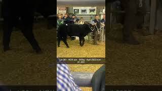 NOX son at €1,550 - Carrick