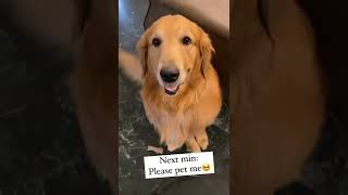 golden retriever dog funny videosshorts trending