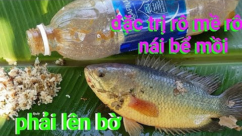 Có mồi dụ cá rô này cá rô nái rô mề bể cỡ nào cũng phải lên bờ @TAMCARO