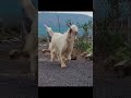 funny goat #funny_goat #goat #animals #shorts #viral