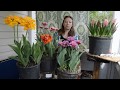 Тюльпаны и гиацинты в горшках: цветение, уход