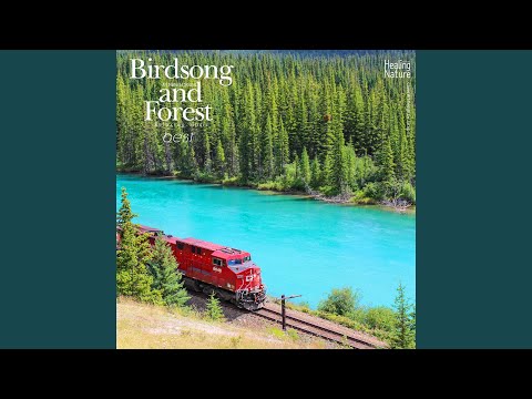 YouTube에서 낮잠자며 듣는 편안한 자연의 숲 소리 보기