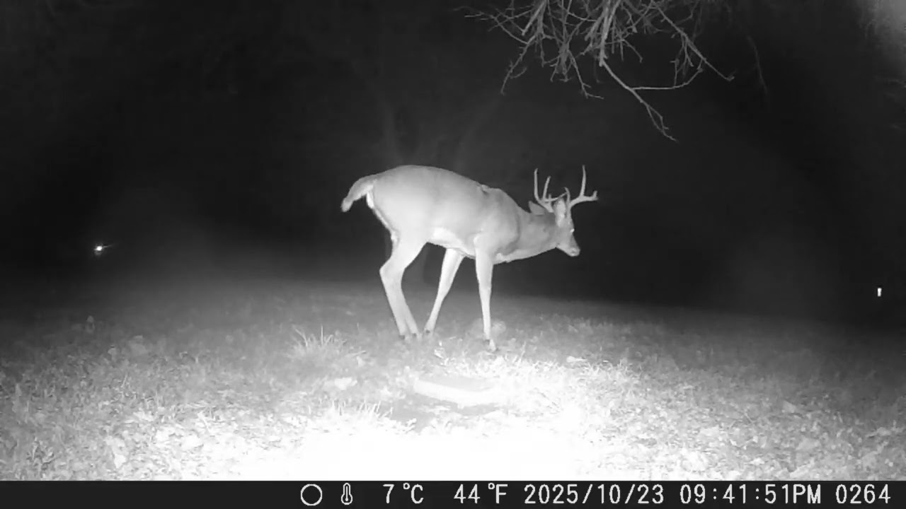 Archive Files of Trail Camera Compilation 20251027 G