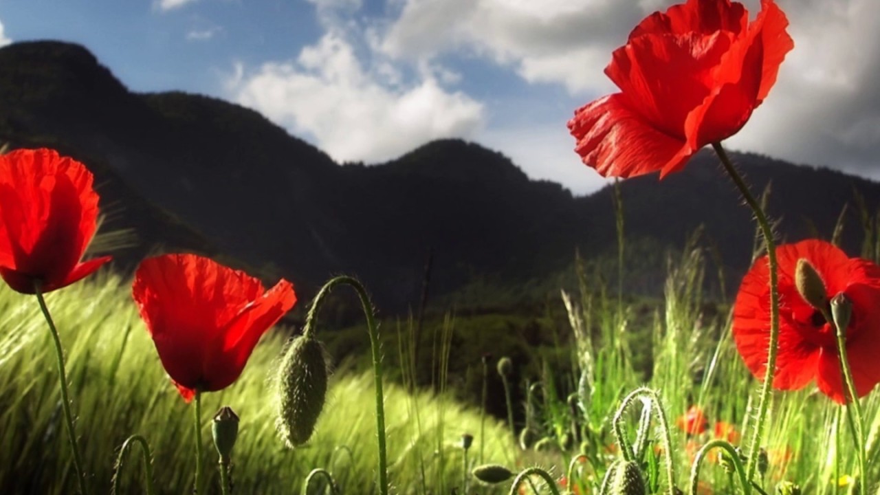 Curious-Kozoro ft Noctilucent- Lyrics Spanish and English