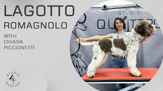 LAGOTTO ROMAGNOLO COMPLETE COMMERCIAL GROOMING WITH CURLY COAT Trailer