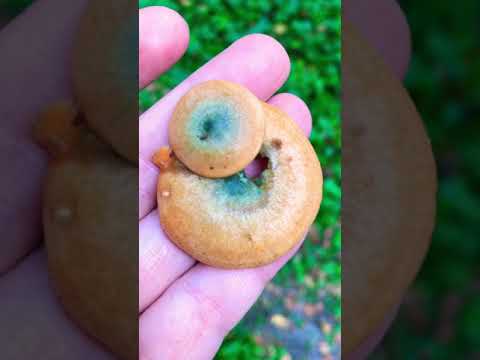 Рыжики- деликатес для всех