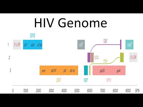 HIV genomic structure and function