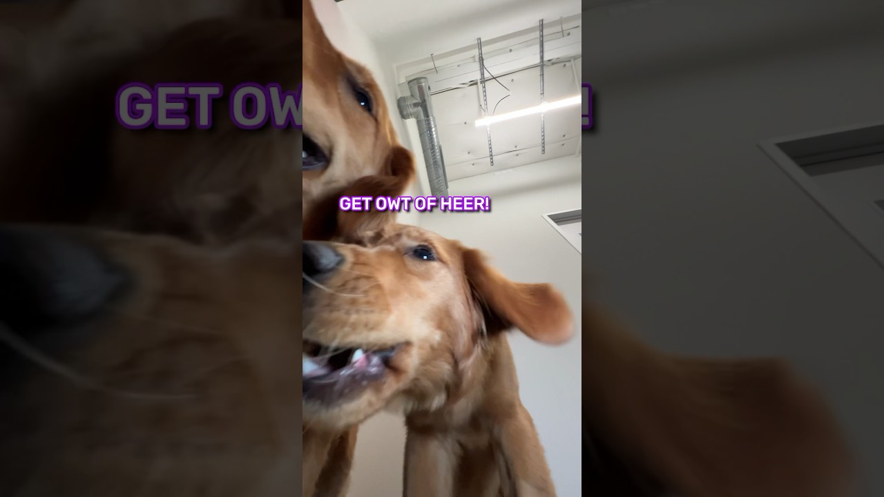 Dog Vs Robot vacuum