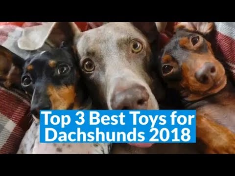 good toys for dachshunds