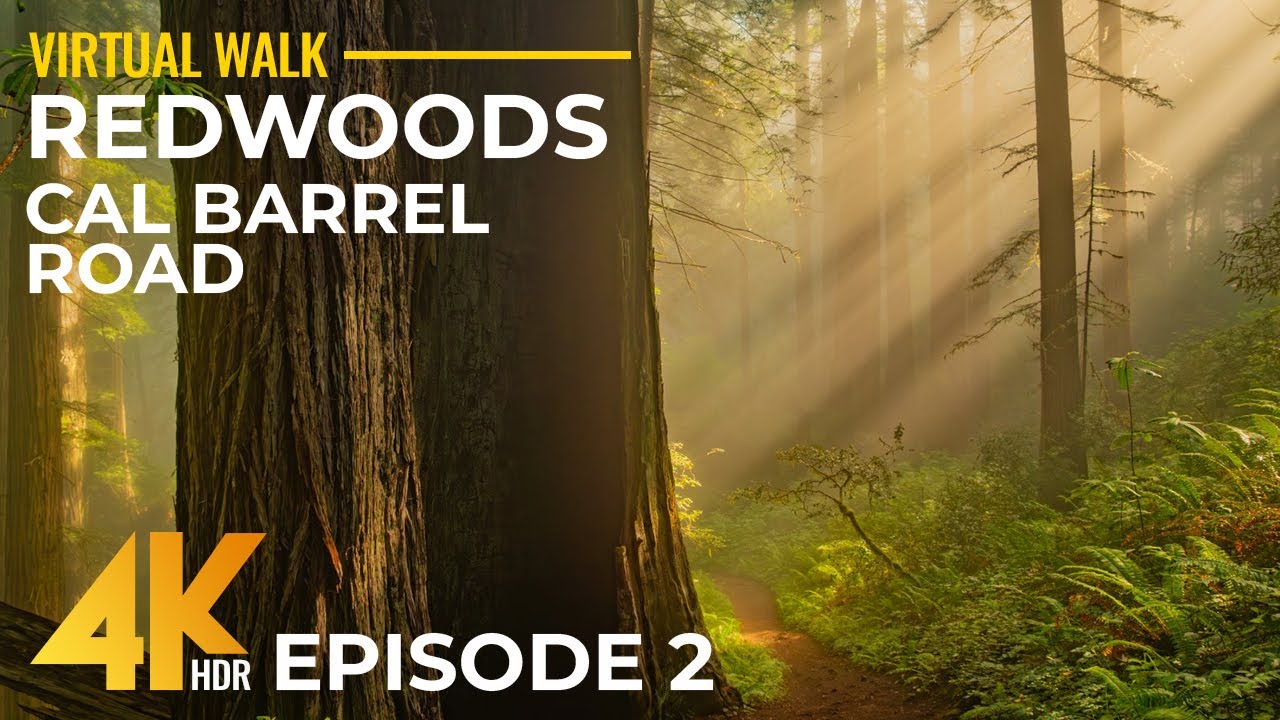 Watch California Forest during the day