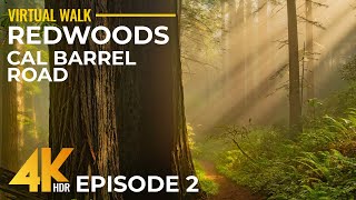 4K Relaxing Walk in Redwoods, California - Sunny Day on Cal Barrel Road + Ancient Forest Sounds - #2