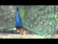 El baile del Pavo Real