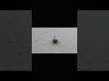 Jumping spider  vs mosquito 