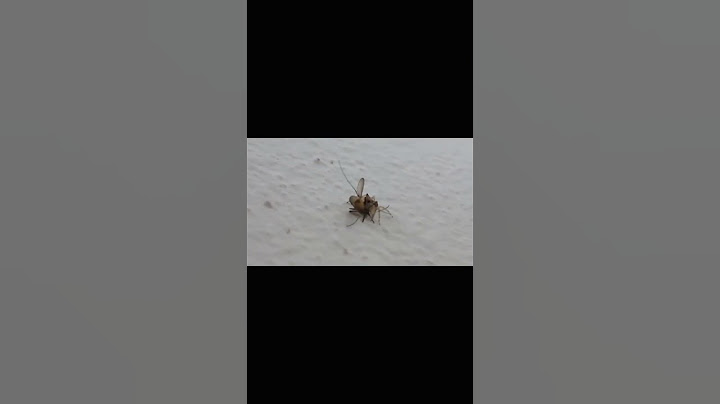 Jumping Spider 🕷️ Vs Mosquito 🦟