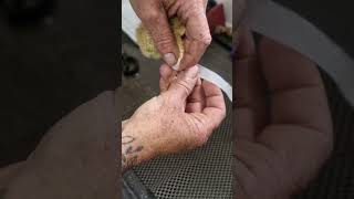 Chicks slipped tendon correction
