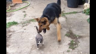 Собака "разрывает" Кошку.. | The dog "pulls" the cat. | 狗咬貓