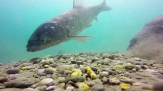 Как карп клюёт под водой Подводная съемка HD underwater Carp fishing Карпфишинг